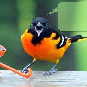 Meet your Posher, Robert